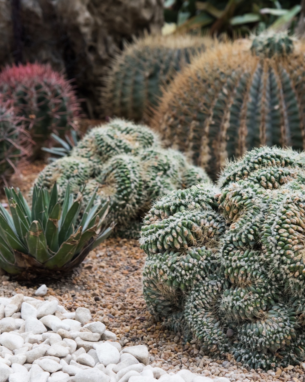 Kaide üzerinde agave silüeti