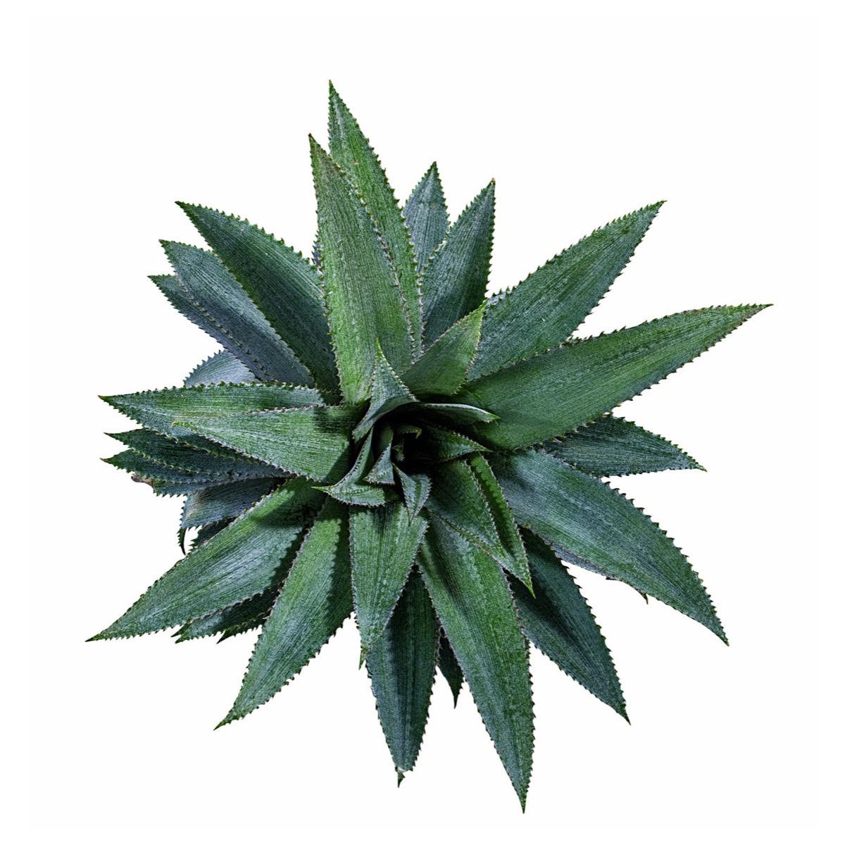 Agave (Agave americana)