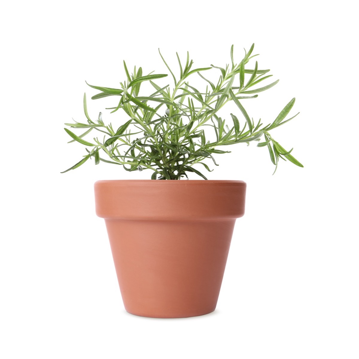 Biberiye (Rosmarinus officinalis)