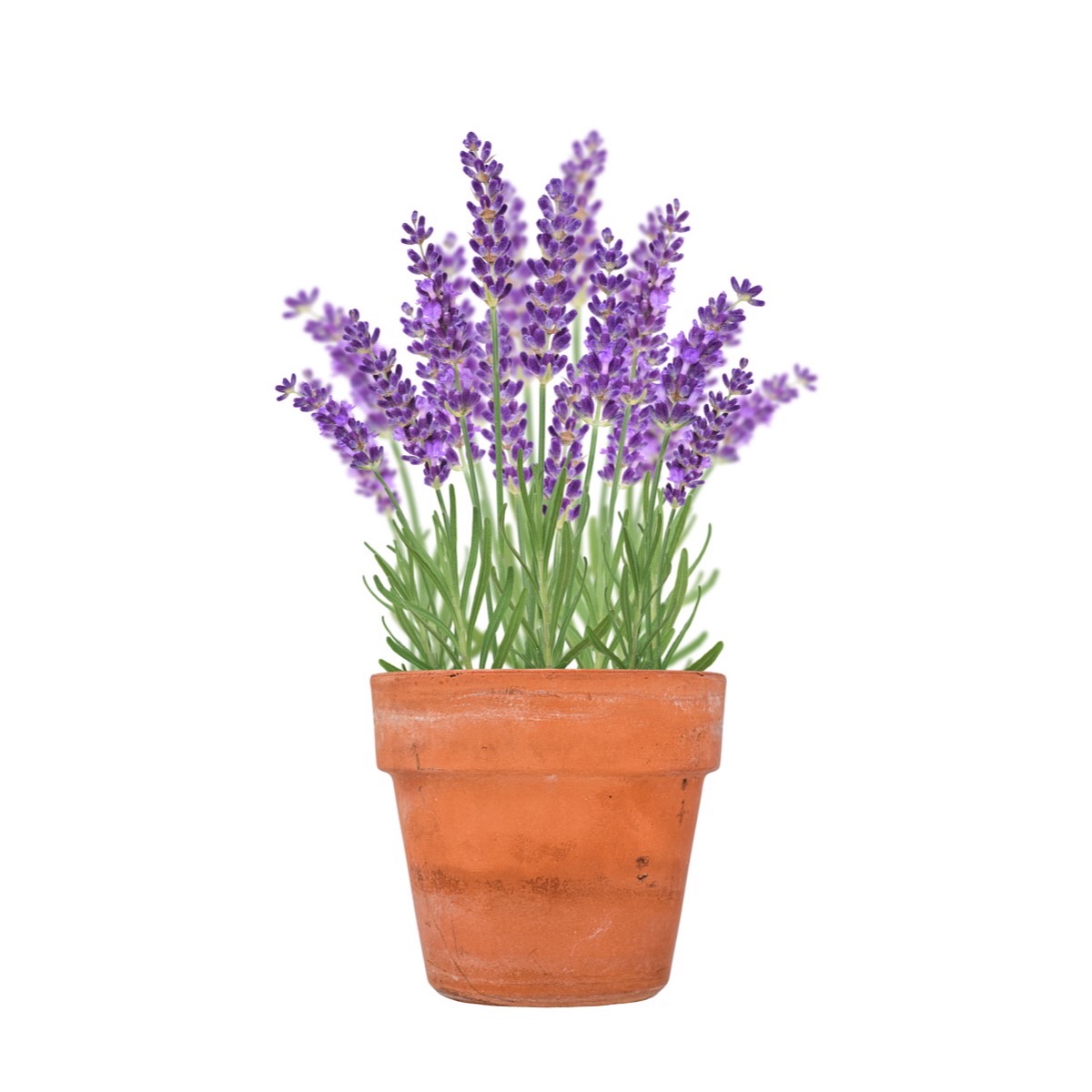 Lavanta (Lavandula angustifolia)