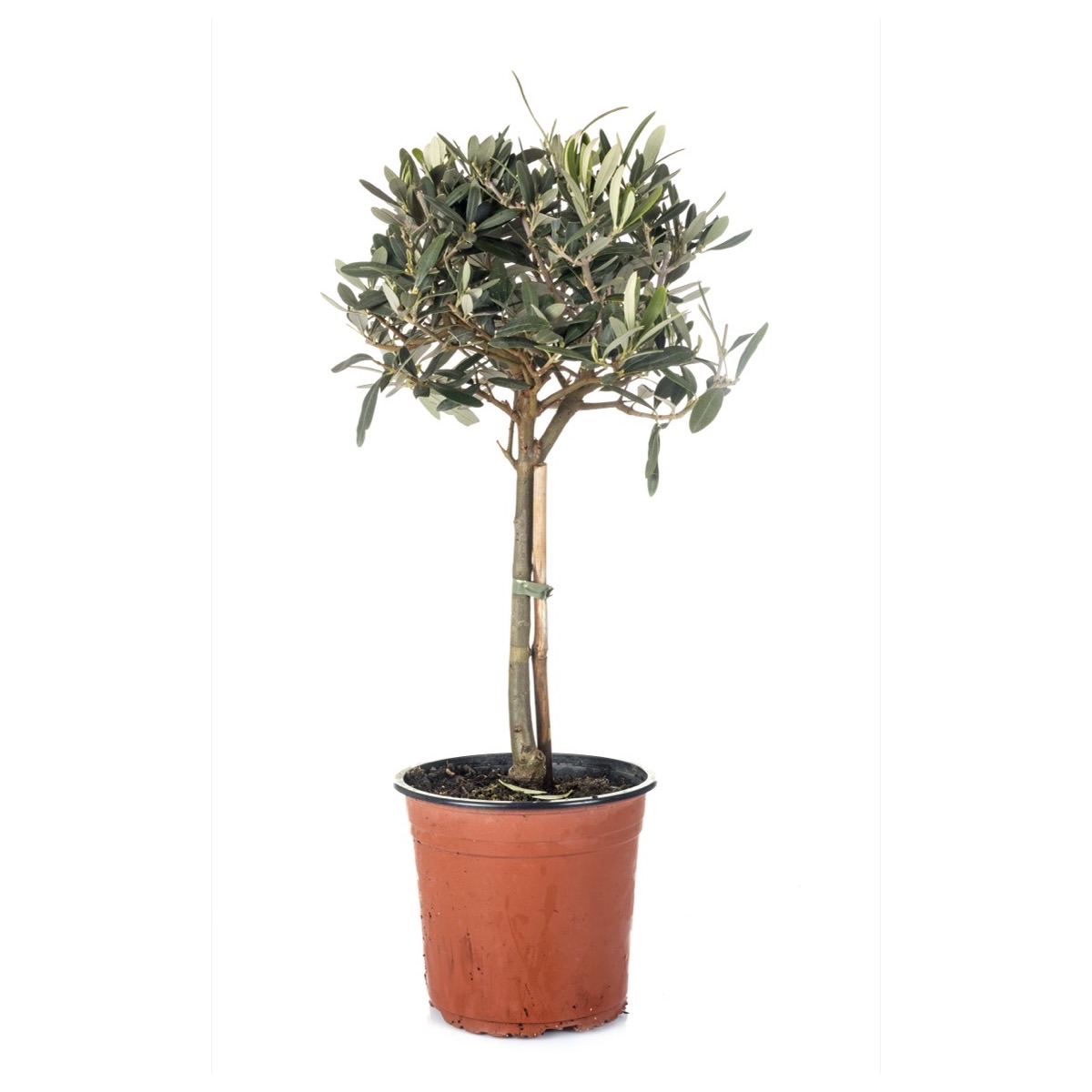 Zeytin Fidanı (Olea europaea)